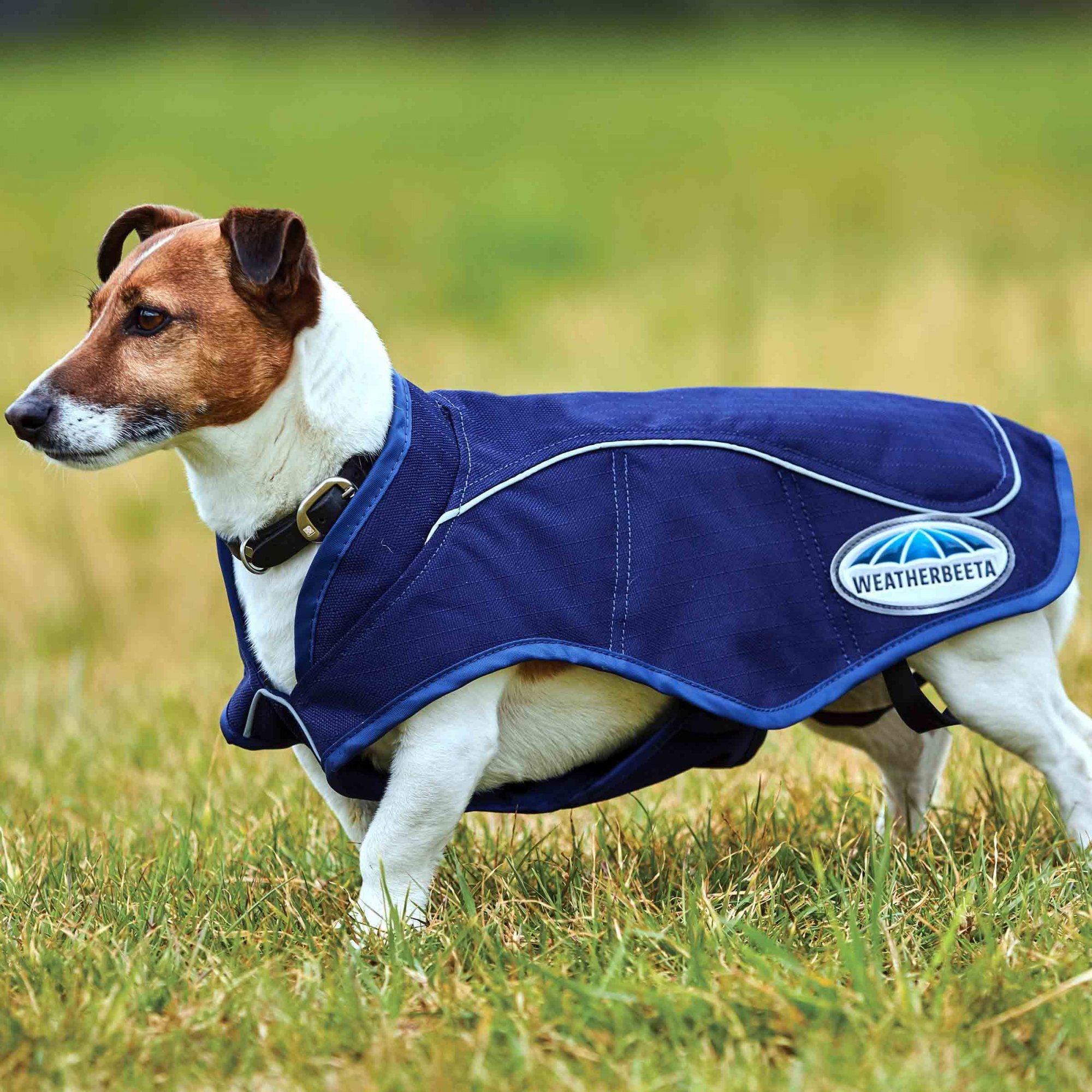 weatherbeeta 1200d dog coat