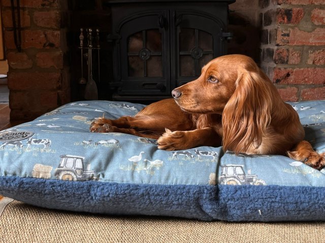 Snug & Cosy Snug & Cosy Dog Bed Lounger - Medium