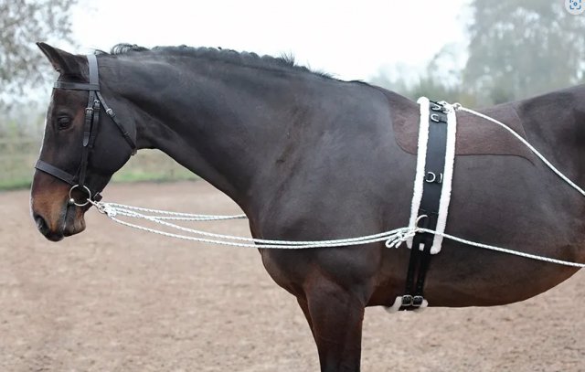 Shires Equestrian Shires Lunging Aid