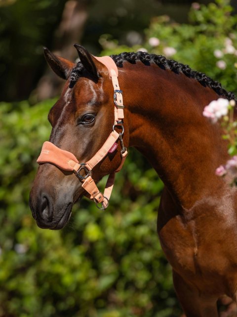 LeMieux LeMieux Vogue Headcollar & Leadrope