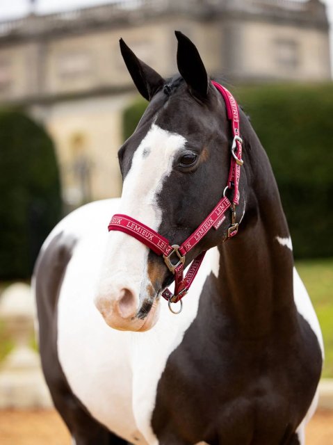 LeMieux LeMieux Logo Headcollar